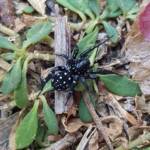 White-spotted Swift Spider (Nyssus albopunctatus), Alice Springs NT