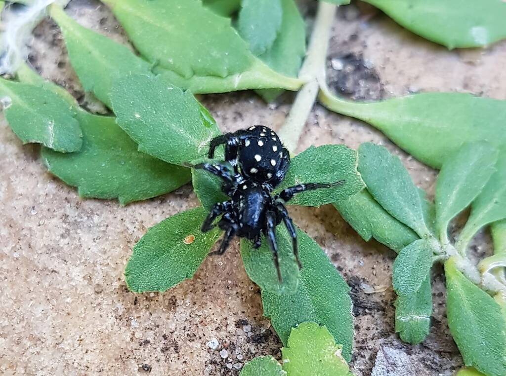 White-spotted Swift Spider (Nyssus albopunctatus), Alice Springs NT