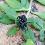 White-spotted Swift Spider (Nyssus albopunctatus), Alice Springs NT