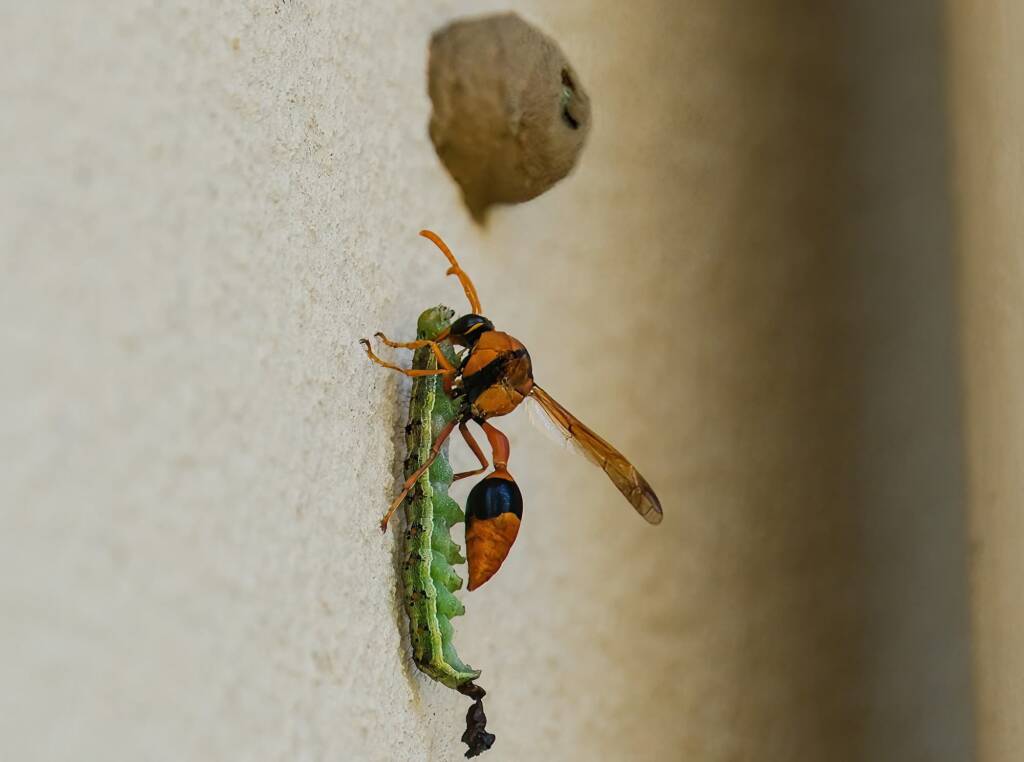 Potter Wasp (Delta latreillei), Tamworth NSW © Karen Giblett