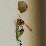 Potter Wasp (Delta latreillei), Tamworth NSW © Karen Giblett