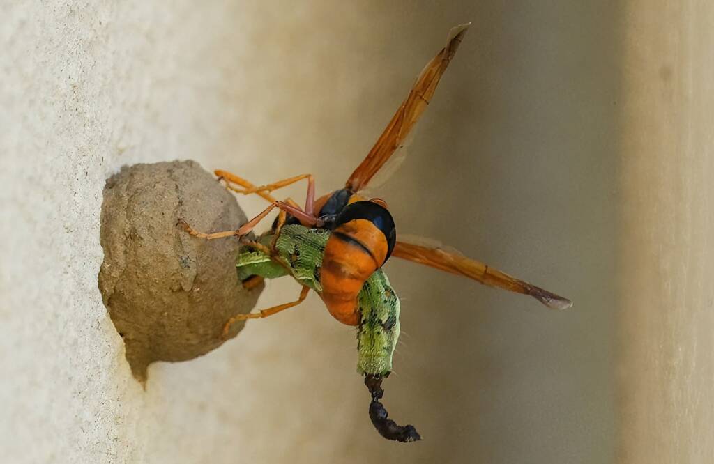 Potter Wasp (Delta latreillei), Tamworth NSW © Karen Giblett
