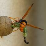 Potter Wasp (Delta latreillei), Tamworth NSW © Karen Giblett