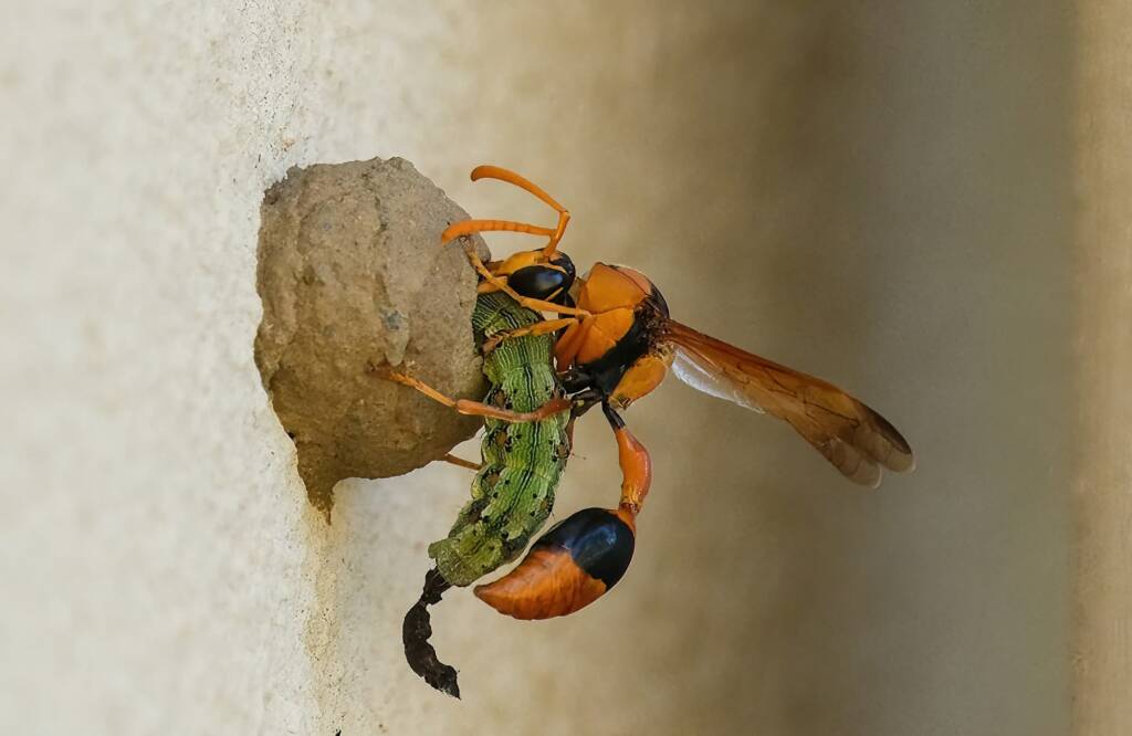 Potter Wasp (Delta latreillei), Tamworth NSW © Karen Giblett