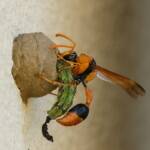 Potter Wasp (Delta latreillei), Tamworth NSW © Karen Giblett