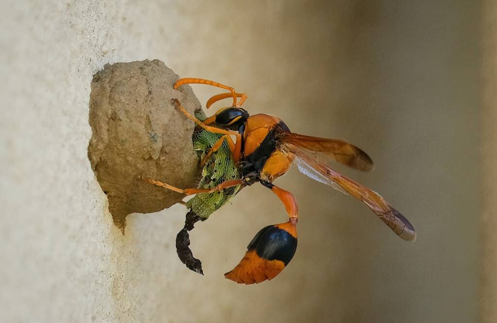 Potter Wasp (Delta latreillei), Tamworth NSW © Karen Giblett