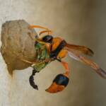 Potter Wasp (Delta latreillei), Tamworth NSW © Karen Giblett