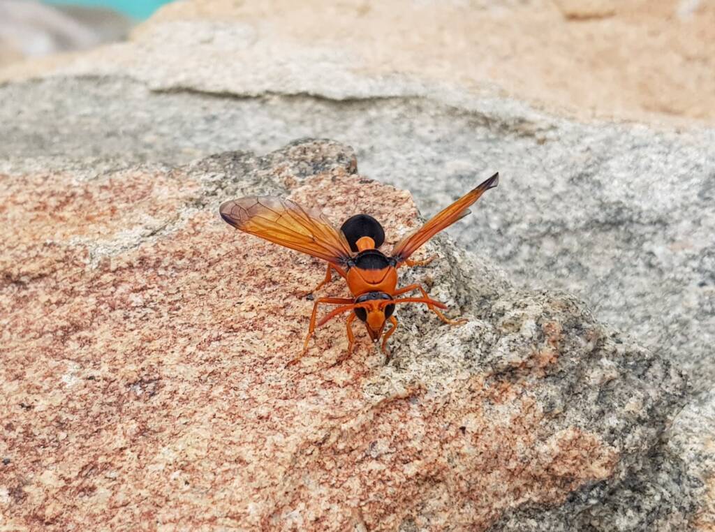 Orange-tailed Potter Wasp (Delta latreillei), Alice Springs NT