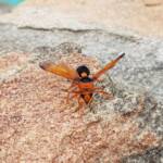 Orange-tailed Potter Wasp (Delta latreillei), Alice Springs NT