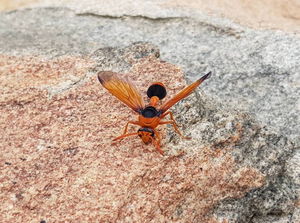 Orange-tailed Potter Wasp (Delta latreillei), Alice Springs NT