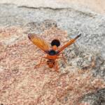 Orange-tailed Potter Wasp (Delta latreillei), Alice Springs NT