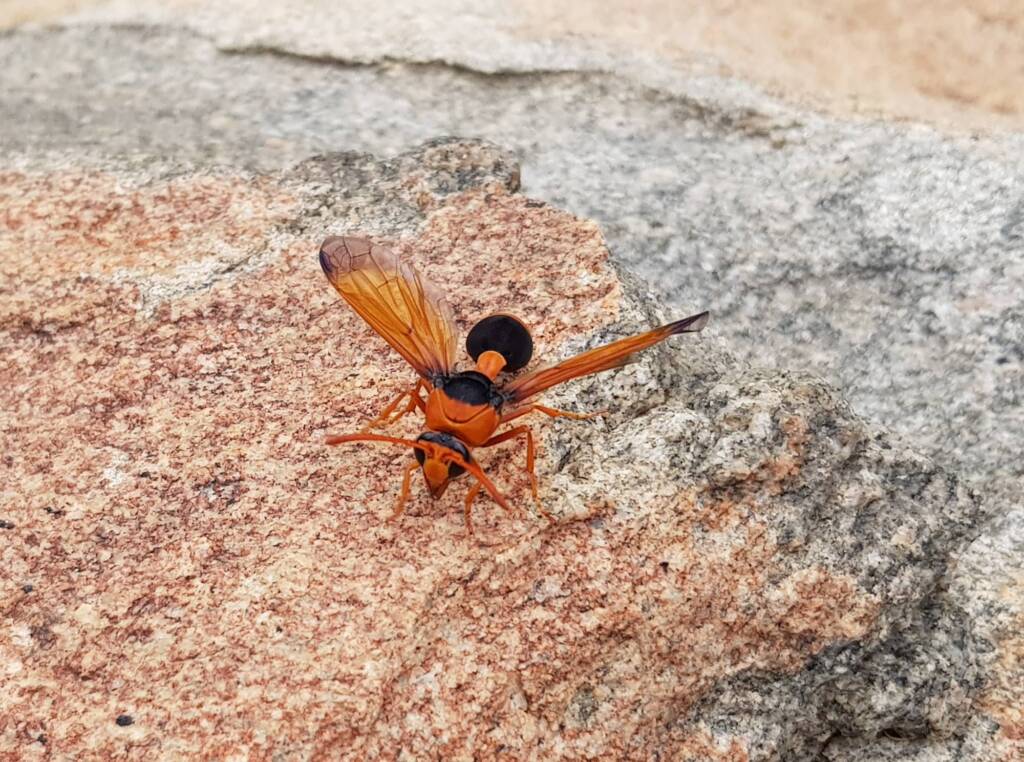 Orange-tailed Potter Wasp (Delta latreillei), Alice Springs NT