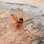 Orange-tailed Potter Wasp (Delta latreillei), Alice Springs NT