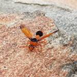Orange-tailed Potter Wasp (Delta latreillei), Alice Springs NT