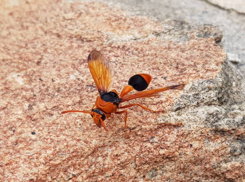 Orange-tailed Potter Wasp (Delta latreillei), Alice Springs NT