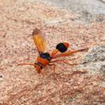 Orange-tailed Potter Wasp (Delta latreillei), Alice Springs NT