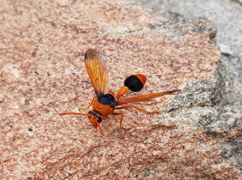 Orange-tailed Potter Wasp (Delta latreillei), Alice Springs NT