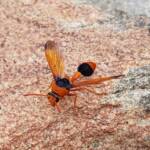 Orange-tailed Potter Wasp (Delta latreillei), Alice Springs NT