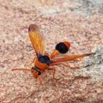 Orange-tailed Potter Wasp (Delta latreillei), Alice Springs NT