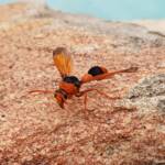 Orange-tailed Potter Wasp (Delta latreillei), Alice Springs NT