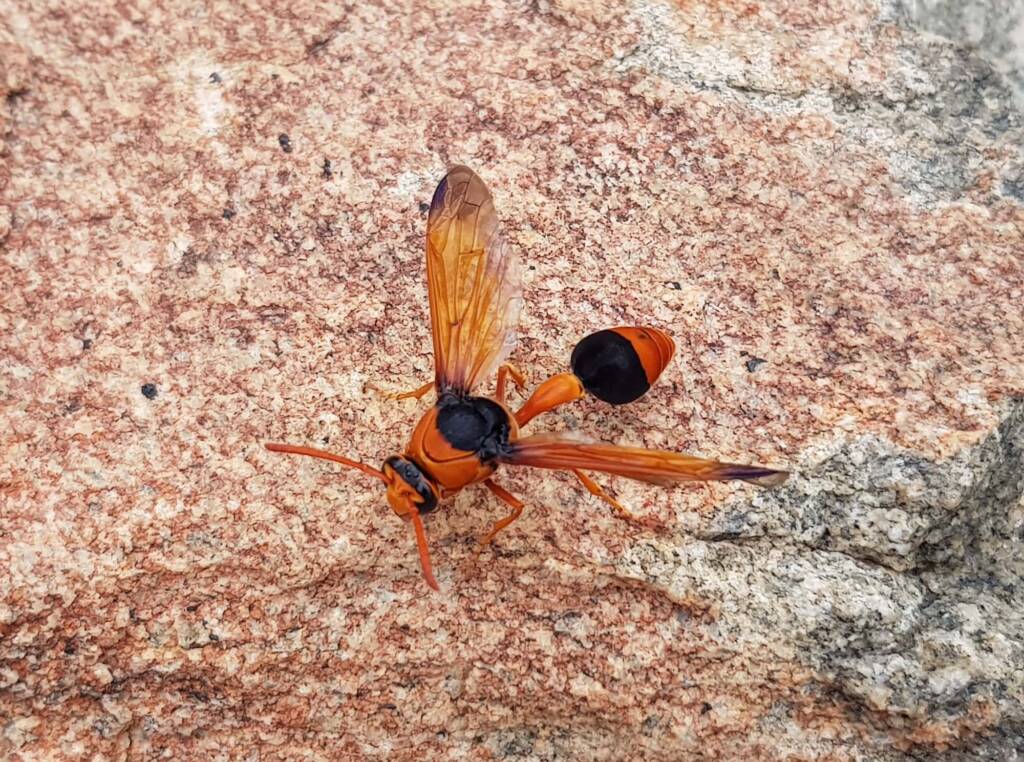 Orange-tailed Potter Wasp (Delta latreillei), Alice Springs NT