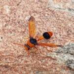 Orange-tailed Potter Wasp (Delta latreillei), Alice Springs NT