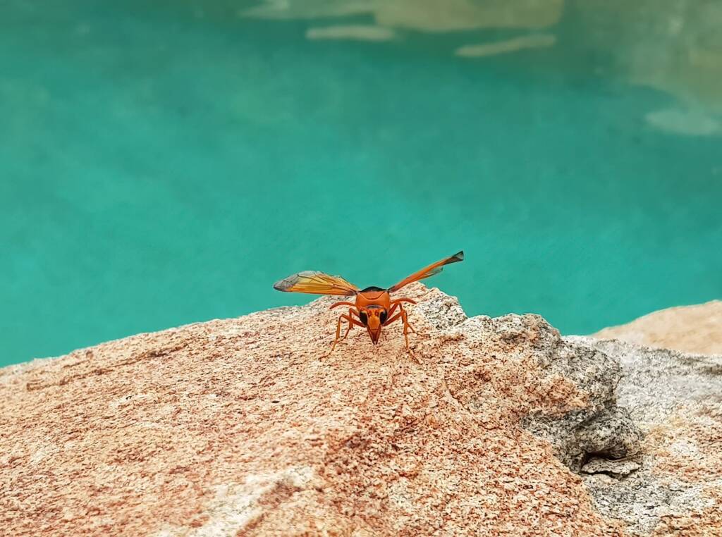 Orange-tailed Potter Wasp (Delta latreillei), Alice Springs NT