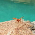Orange-tailed Potter Wasp (Delta latreillei), Alice Springs NT