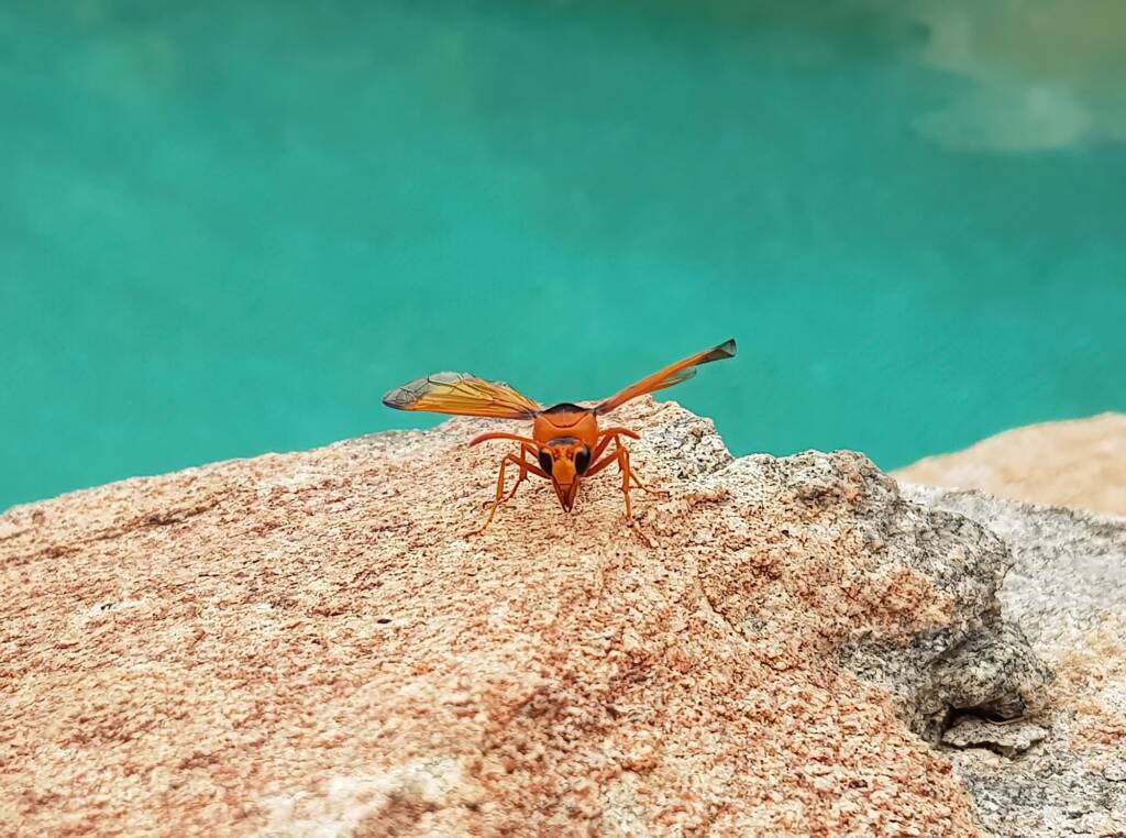 Orange-tailed Potter Wasp (Delta latreillei), Alice Springs NT