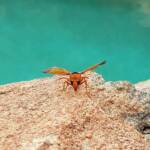 Orange-tailed Potter Wasp (Delta latreillei), Alice Springs NT