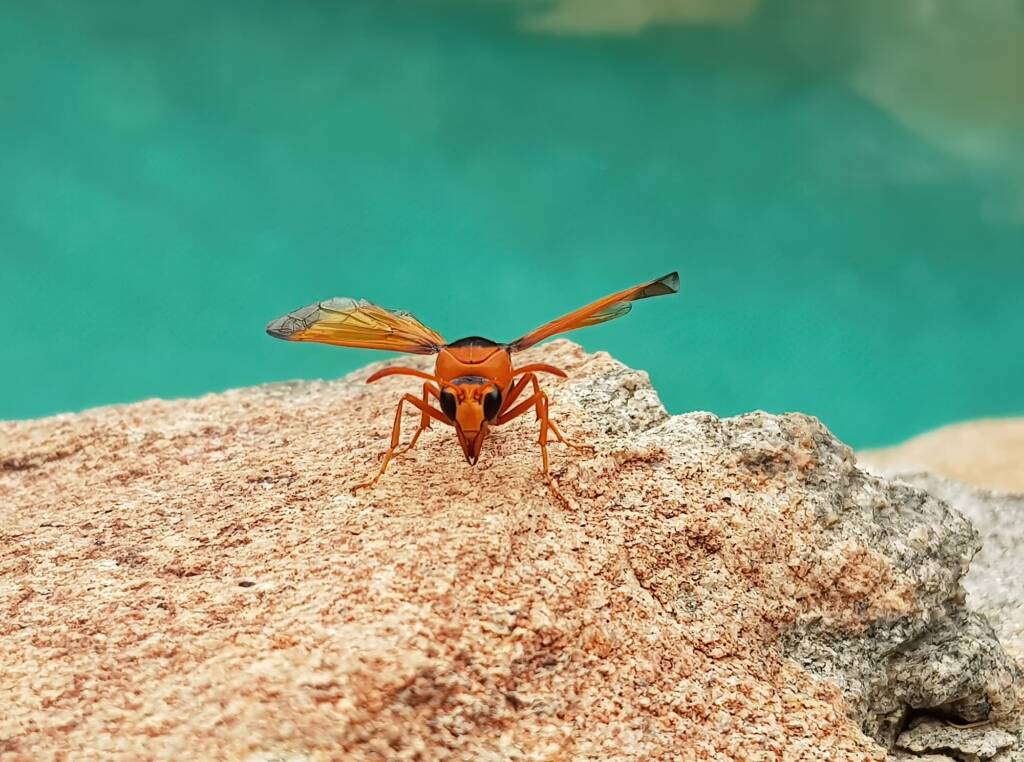 Orange-tailed Potter Wasp (Delta latreillei), Alice Springs NT