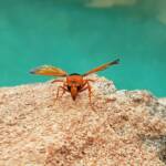 Orange-tailed Potter Wasp (Delta latreillei), Alice Springs NT