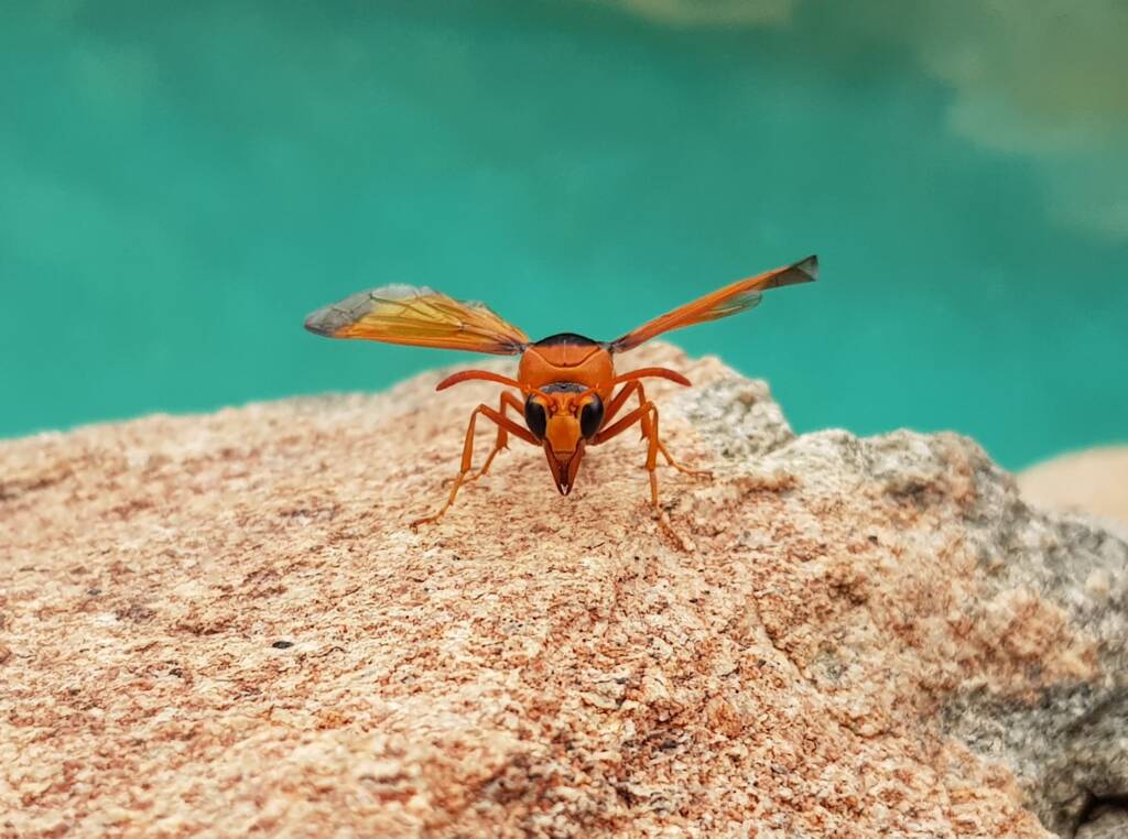Orange-tailed Potter Wasp (Delta latreillei), Alice Springs NT