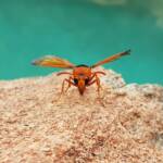 Orange-tailed Potter Wasp (Delta latreillei), Alice Springs NT