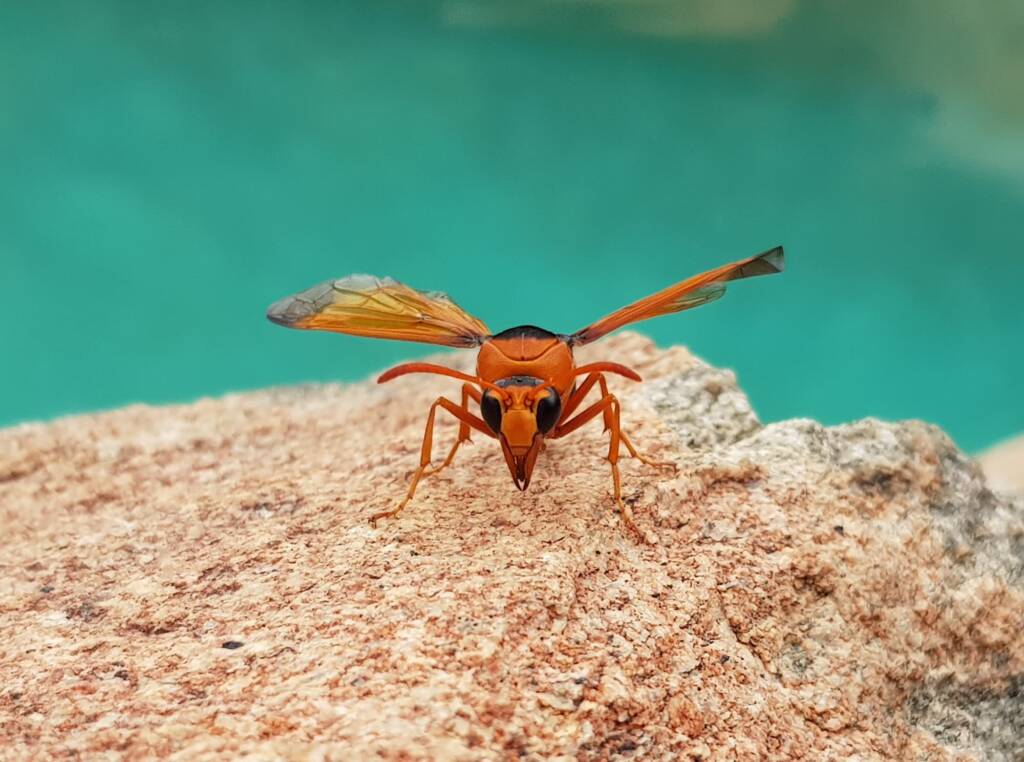 Orange-tailed Potter Wasp (Delta latreillei), Alice Springs NT