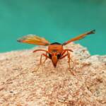 Orange-tailed Potter Wasp (Delta latreillei), Alice Springs NT