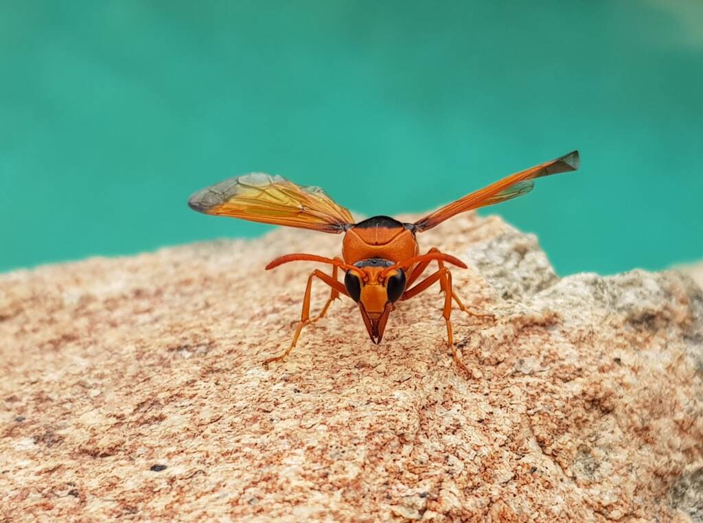 Orange-tailed Potter Wasp (Delta latreillei), Alice Springs NT