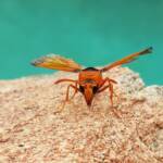 Orange-tailed Potter Wasp (Delta latreillei), Alice Springs NT