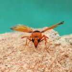 Orange-tailed Potter Wasp (Delta latreillei), Alice Springs NT