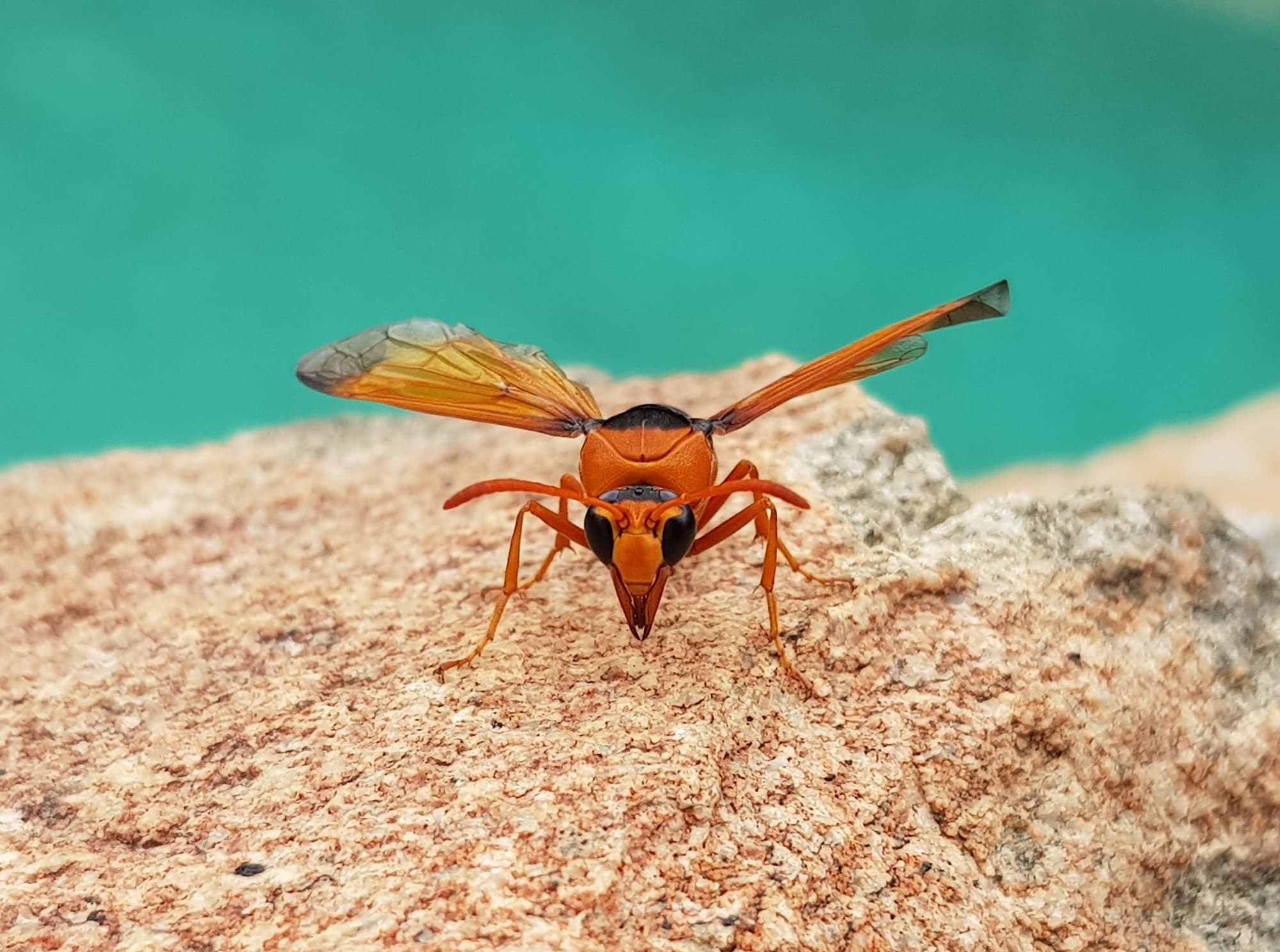 Strike a pose… potty wasp…