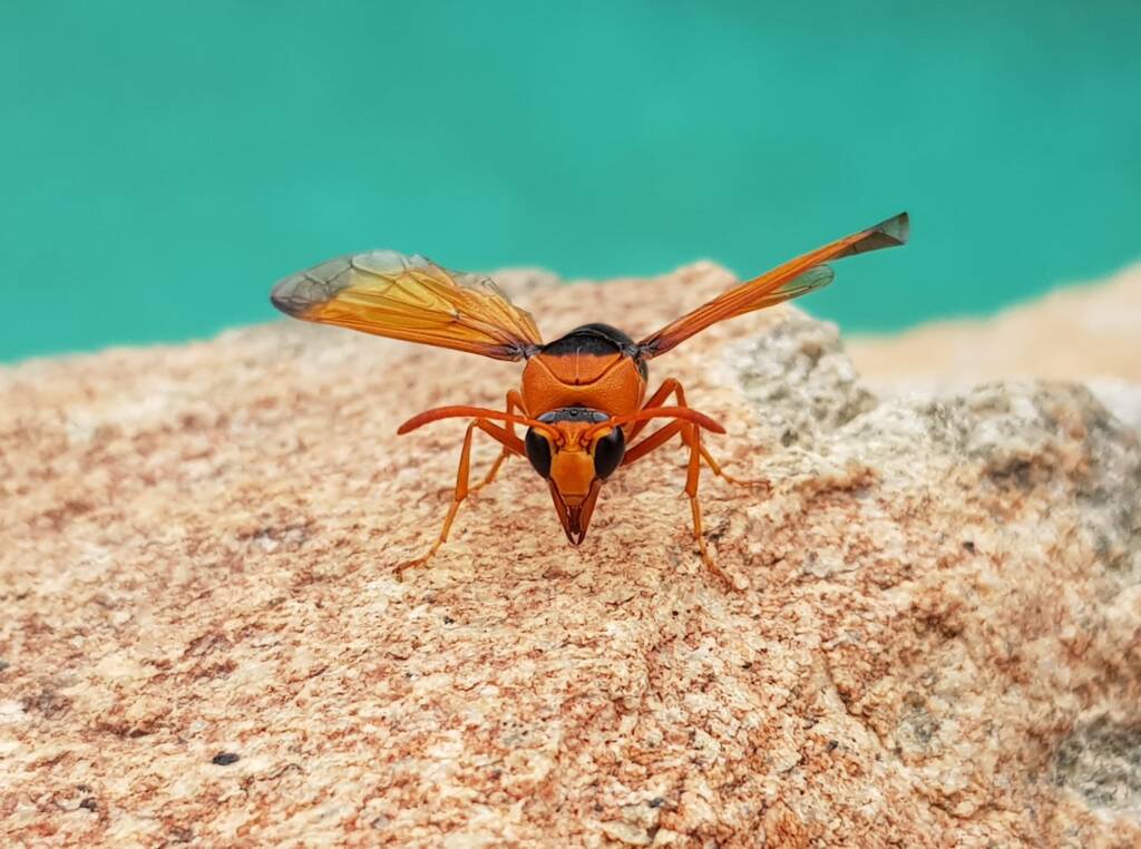 Orange-tailed Potter Wasp (Delta latreillei), Alice Springs NT