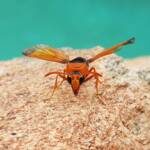 Orange-tailed Potter Wasp (Delta latreillei), Alice Springs NT