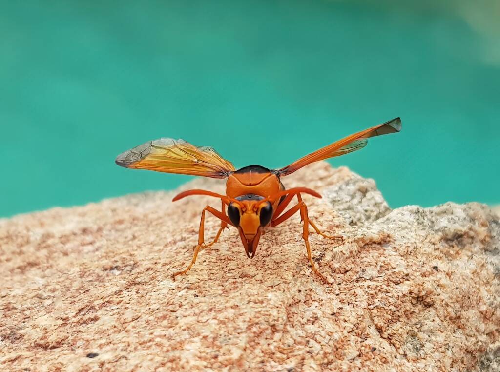 Orange-tailed Potter Wasp (Delta latreillei), Alice Springs NT