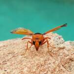 Orange-tailed Potter Wasp (Delta latreillei), Alice Springs NT