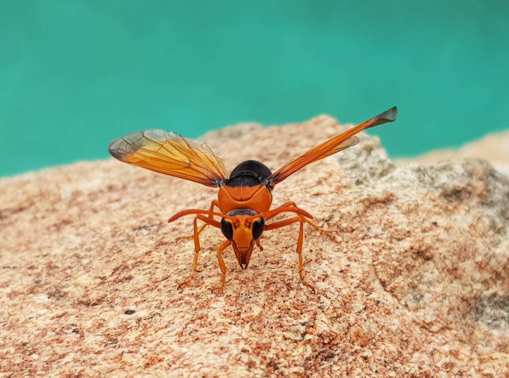 Orange-tailed Potter Wasp (Delta latreillei), Alice Springs NT