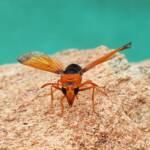 Orange-tailed Potter Wasp (Delta latreillei), Alice Springs NT