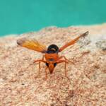 Orange-tailed Potter Wasp (Delta latreillei), Alice Springs NT