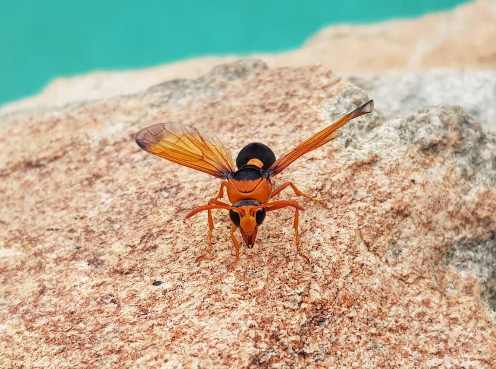 Orange-tailed Potter Wasp (Delta latreillei), Alice Springs NT