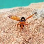 Orange-tailed Potter Wasp (Delta latreillei), Alice Springs NT