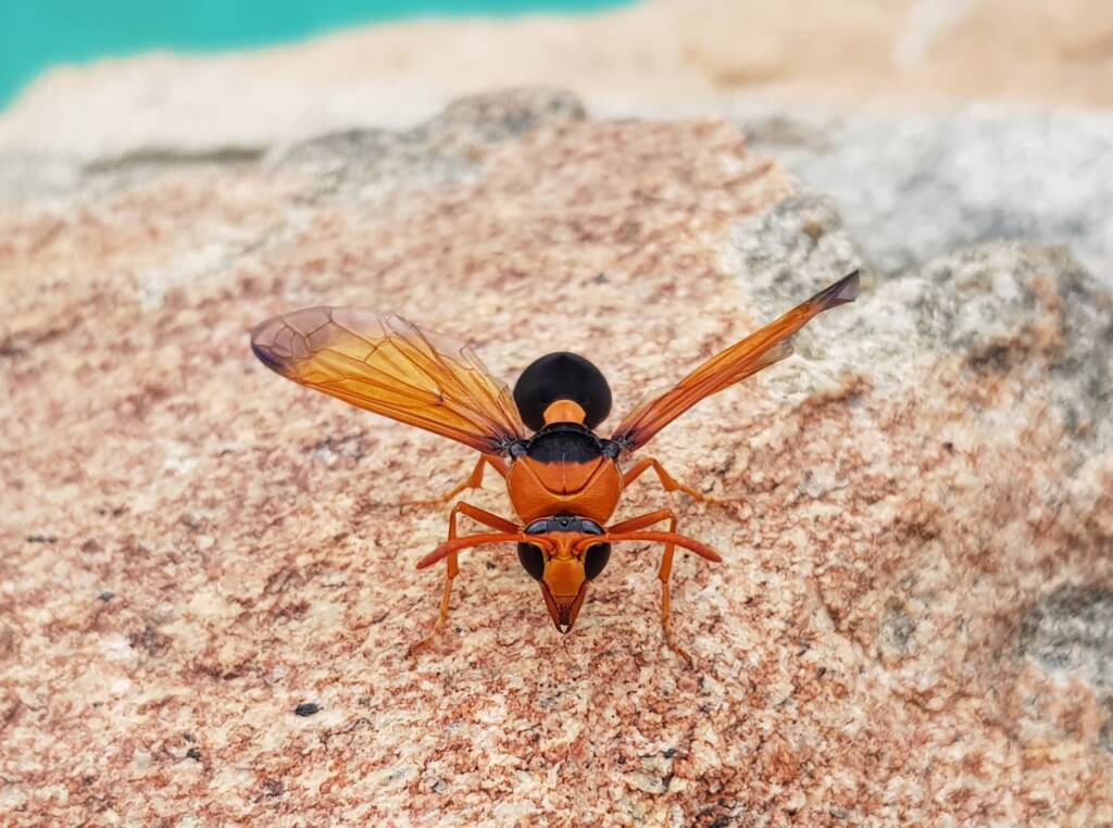 Orange-tailed Potter Wasp (Delta latreillei), Alice Springs NT